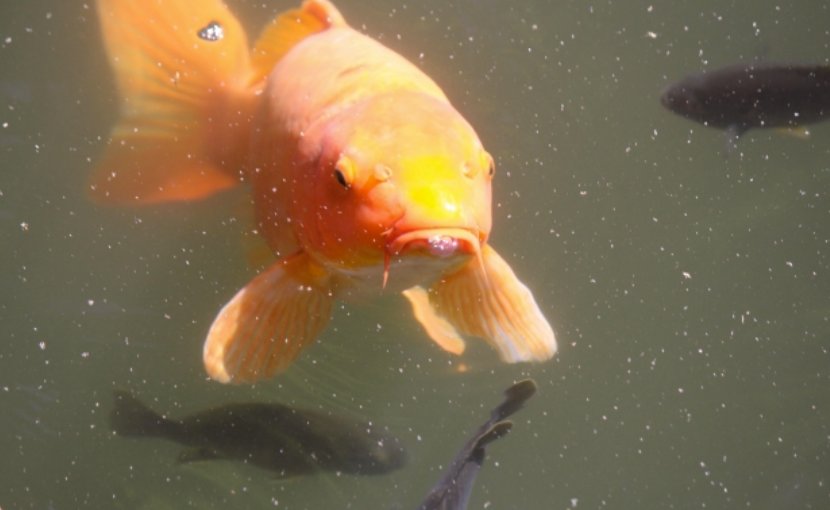Goldfish Make Alcohol To Survive Without Oxygen Eurasia Review