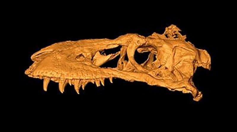 This is a 3-D image of Bistahieversor sealeyi, which was found in the Bisti Badlands in New Mexico and Imaged at Los Alamos' unique facilities. Credit Los Alamos National Laboratory