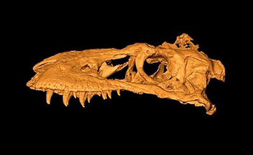 dinosaur with skull plate
