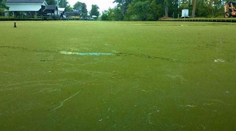 This is cyanobacterial bloom in Pamlico River, NC. (Hans W. Paerl, Ph.D., a study co-author/University of North Carolina) Credit Hans W. Paerl, Ph.D a study co-author/University of North Carolina