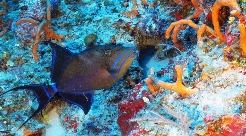 This is a Queen triggerfish and finger sponges on mesophotic reef wall in Cuba. Credit Cuba's Twilight Zone Reefs Expedition/CIOERT at FAU Harbor Branch