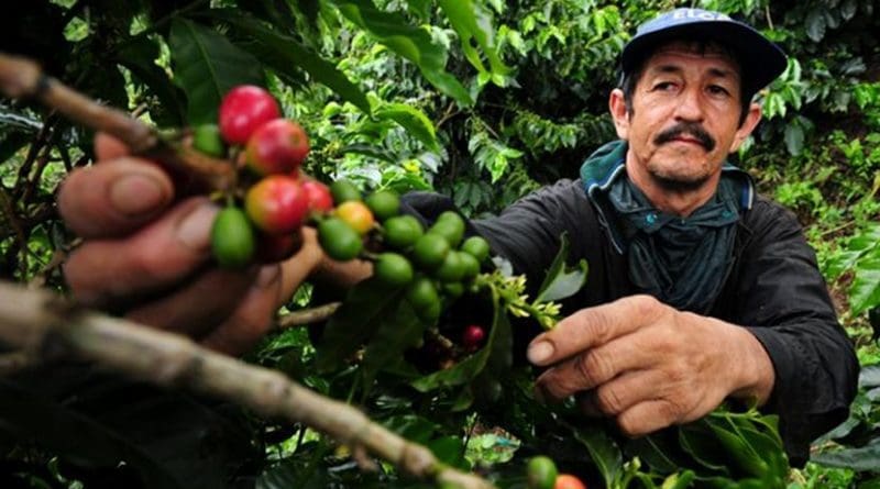 A coffee farmer picks fresh coffee cherries in Colombia. New climate research suggests Latin America faces major declines in coffee-growing regions, as well as bees, which help coffee to grow. Credit Photo by Neil Palmer (CIAT).