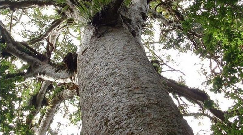 The massive New Zealand kauri trees can live up to 2,000 years and grow to an immense height. Credit www.ancientkauriproject.com
