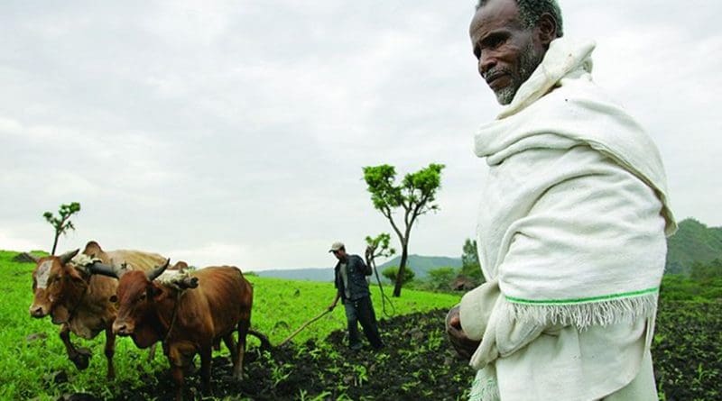 Ploughing with cattle in southwestern Ethiopia. The nation's agricultural production is overwhelmingly of a subsistence nature. Photo: ILRI/Stevie Mann, Wikipedia Commons.