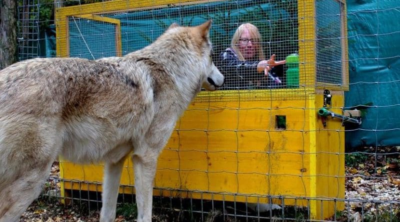 Wolves are better in causal reasoning than dogs. Credit Michelle Lampe/Wolf Science Center