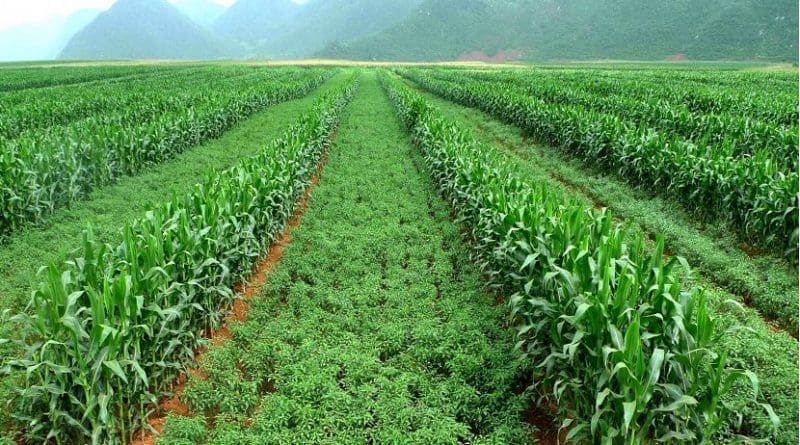 Intercropping maize and chili to improve economic and environmental stability -- a recipe for success? Credit Photo provided by Bozhi Wu.