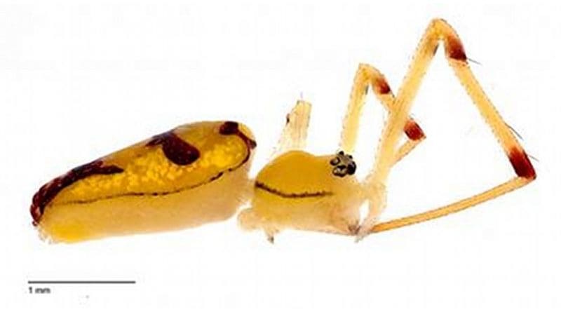 his is a female Bernie Sanders spider -- Spintharus berniesandersi -- in a lateral view. Composite photo created by undergraduate students in Ingi Agnarsson's laboratory at the University of Vermont. Credit Agnarsson lab