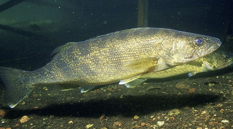 Walleye fish. Photo by Engbretson, Eric / U.S. Fish and Wildlife Service, Wikipedia Commons.