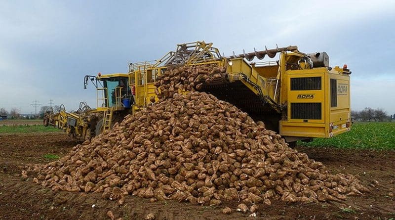 A sugar beet harvest in Germany. Photo by 4028mdk09, Wikipedia Commons.