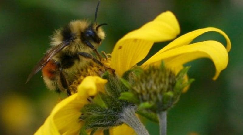 This is Bombus bifarius, one of the three species of bumble bee studied by the Ogilvie and her team. Credit Jane Ogilvie