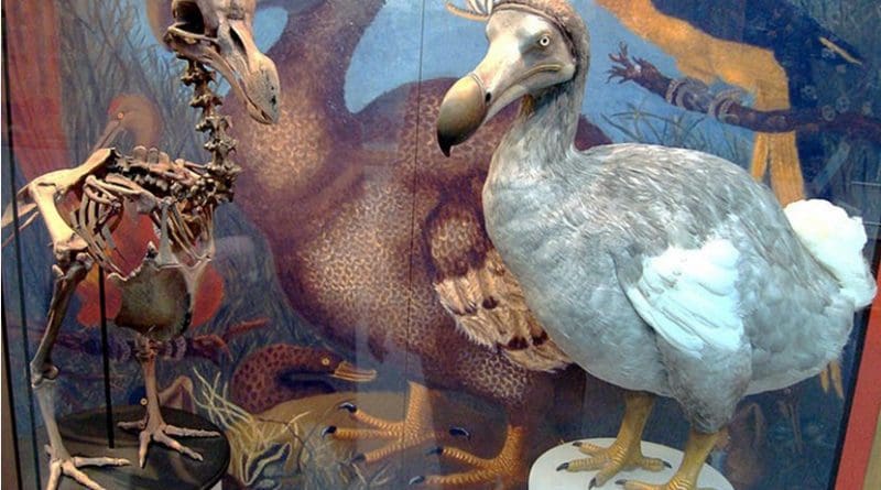 Skeleton cast and model of dodo at the Oxford University Museum of Natural History, based on modern research. Photo by BazzaDaRambler, Wikipedia Commons.