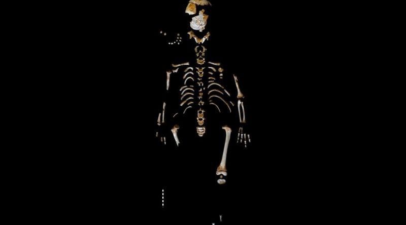 Skeleton of the Neanderthal boy recovered from the El Sidrón cave (Asturias, Spain). Credit Paleoanthropology Group MNCN-CSIC