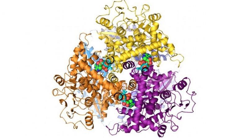 Hyperinsulinism is linked to the GDH protein. When open (at left), the protein can more easily attach itself to a molecule that is necessary for its activity than when it is closed (at right): this sends a signal instructing the pancreas to produce insulin. A mutation of the GDH protein disrupts this mechanism and keeps the protein open, which in turn leads to insulin overproduction. Credit Pierre Maechler / UNIGE
