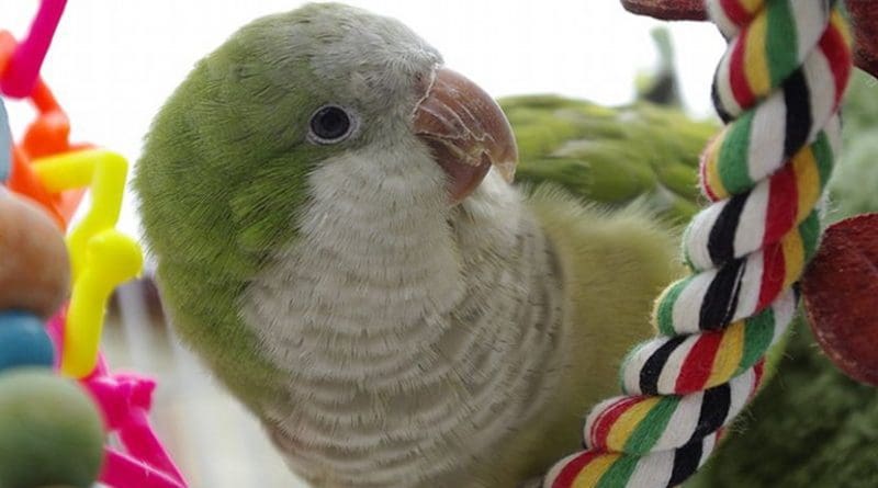 A pet Monk Parakeet. Photo by Yolanda, Wikipedia Commons.