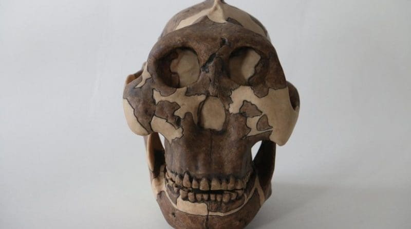 This is a cast of a P. boisei skull, used for teaching at Cambridge University Credit Louise Walsh