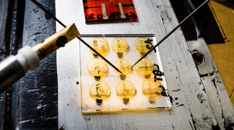 This is the first material with conductivity properties that can be switched on and off using ferroelectric polarization. Credit Thor Balkhed