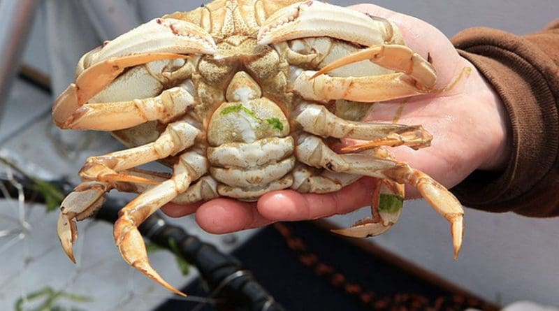 Female Dungeness Crab. Photo Credit: Oregon Department of Fish & Wildlife, Wikipedia Commons.