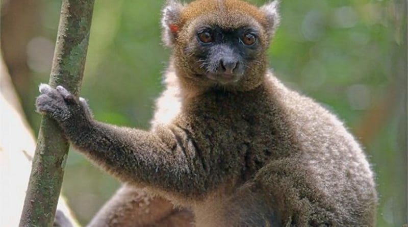 This is a photograph of the greater bamboo lemur is a small cat sized primate living on the island of Madagascar and is considered to be one of the most endangered primates on Earth. Credit Jukka Jernvall
