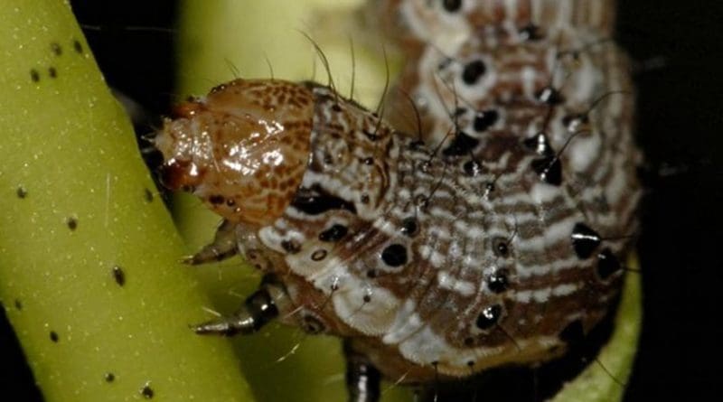 The caterpillar pest Helicoverpa zea (also known as cotton bollworm and corn earworm) has evolved resistance to four Bt proteins produced by biotech crops. Credit Alex Yelich/University of Arizona