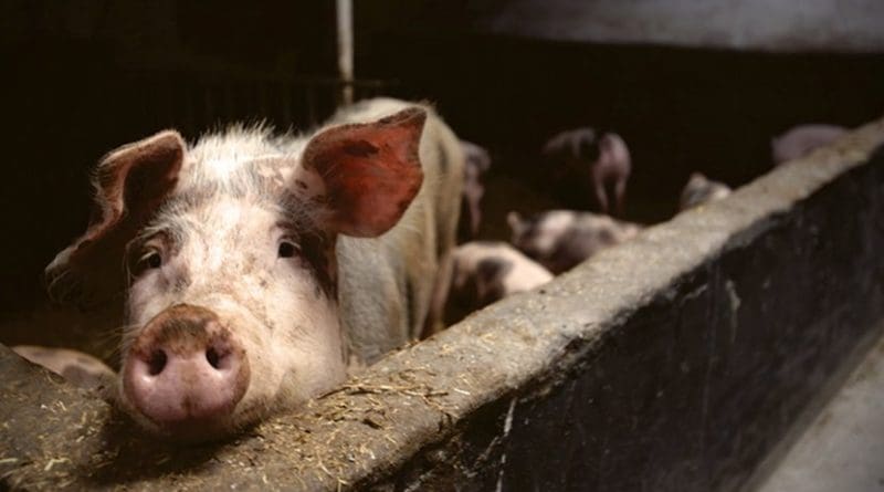 Domestic pigs are highly susceptible to the African swine fever virus © Matthias Zomer - Pexels