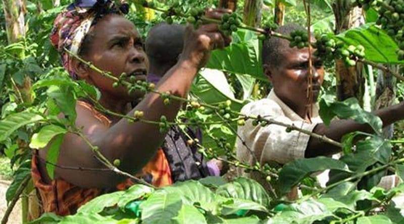 Picking coffee in Uganda. Photo by USAID Africa Bureau, Wikipedia Commons.