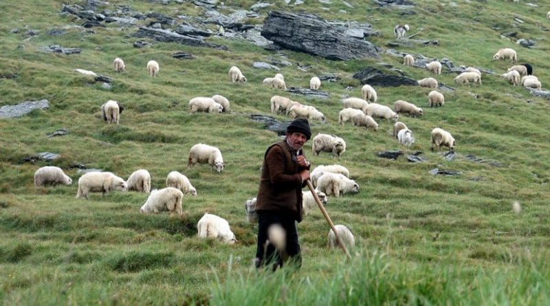 Shepherd with grazing sheep in Făgăraș Mountains, Romania. Photo by friend of Darwinek, Wikimedia Commons.