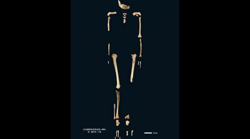 This is a skeleton of the 40,000-year old Tianyuan Cave man. Credit Image by FU Qiaomei