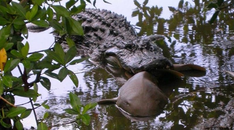 Kansas State University postdoctoral researcher James Nifong documents widespread American alligators' predation of four species of shark like this nurse shark. Credit Photo courtesy of U.S. Fish and Wildlife Service J.N.