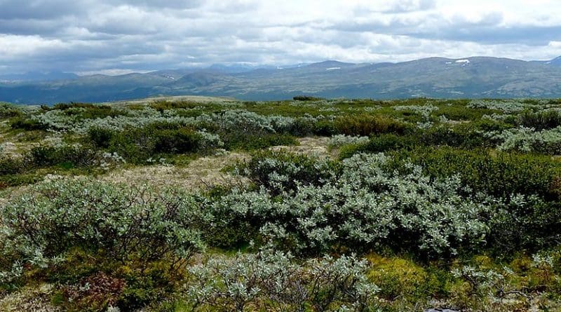 Global warming has helped create favourable conditions for shrubs to invade alpine communities. A consortium of researchers led by the Norwegian University of Science and Technology is discovering what the effects of this invasion mean for carbon cycling. Photo: Mia Vedel Sørensen, NTNU