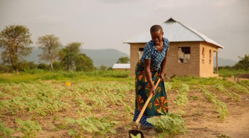 A study of nearly 2,000 smallholder farms in Africa and Asia found that climate context mattered in determining the most effective response to endemic food insecurity. Credit Mitchell Maher/International Food Policy Institute