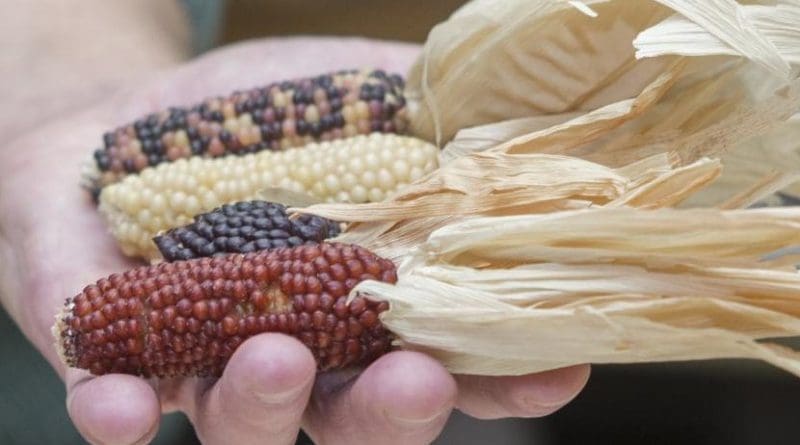 Corn that prehistoric people grew in the Southwest 1,000 years ago looked nothing like the sweet corn people eat today. Credit Joseph Fuqua II/UC Creative Services