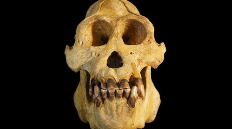 This is a photogrpah of a Pongo tapanuliensis skull. Credit Nater et al.