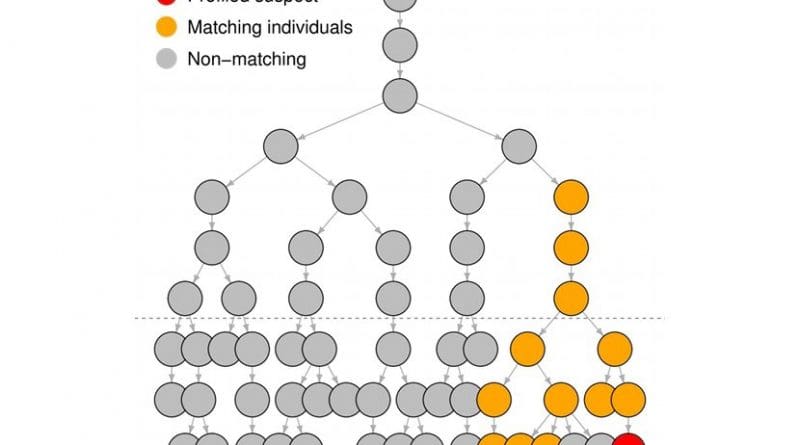 A simplified illustration of a simulated population of males, with lines indicating father-son links. The suspected source of the DNA, whose profile matches that from the crime scene, is shown in red and other males with matching Y profiles, who are often close relatives, are yellow. The dashed line separates the last three generations, those further back in time will typically be already dead or otherwise unlikely to be of interest (depending on the circumstances of the crime). Credit Mikkel Andersen