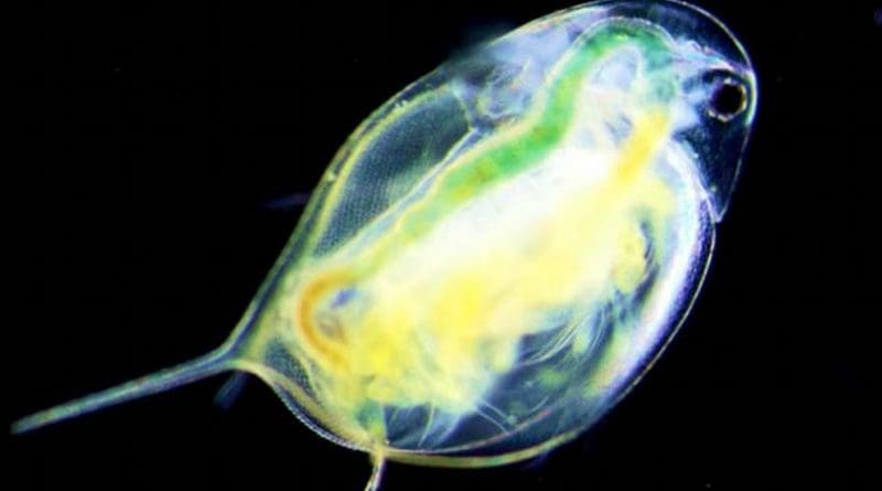 Adaptation to salt disrupts Circadian function in Daphnia zooplankton. Credit Rensselaer