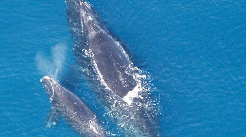 North Atlantic right whales. Photo credit: NOAA, Wikipedia Commons.