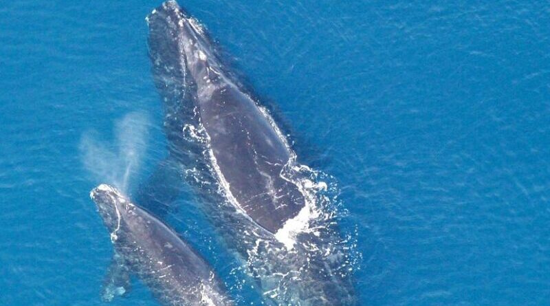 North Atlantic right whales. Photo credit: NOAA, Wikipedia Commons.