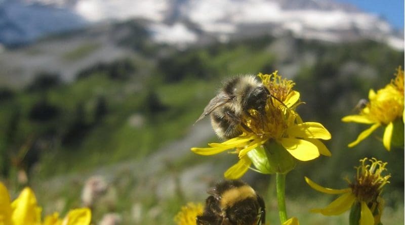 This is a Broadleaf arnica on Mount Rainier with bumblebees. Credit Elli Theobald