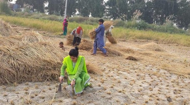 These are researchers taking soil samples in Pakistan. Credit: F Quaid-i-Azam University