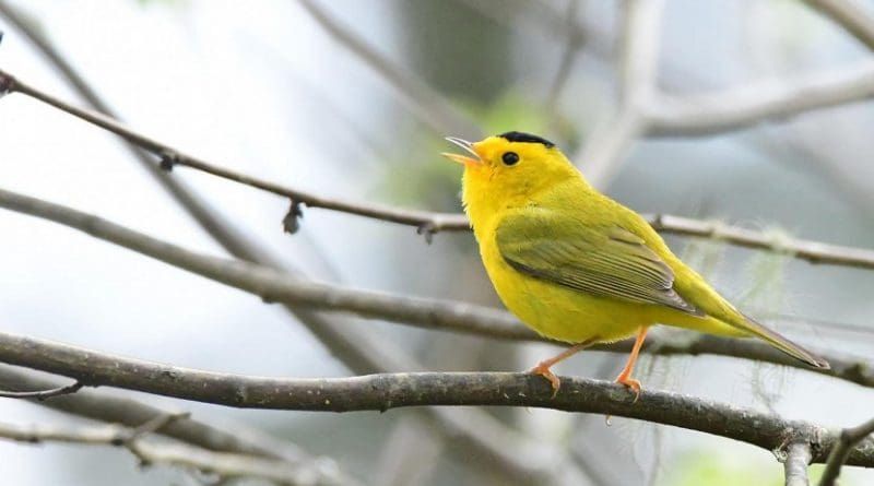 Wilson's warbler at the H.J. Andrews Experimental Forest in Oregon. Credit Hankyu Kim, Oregon State University