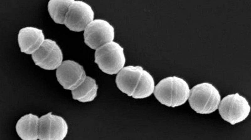 Group A streptococcus. Photo credit: National Institute of Infectious Diseases