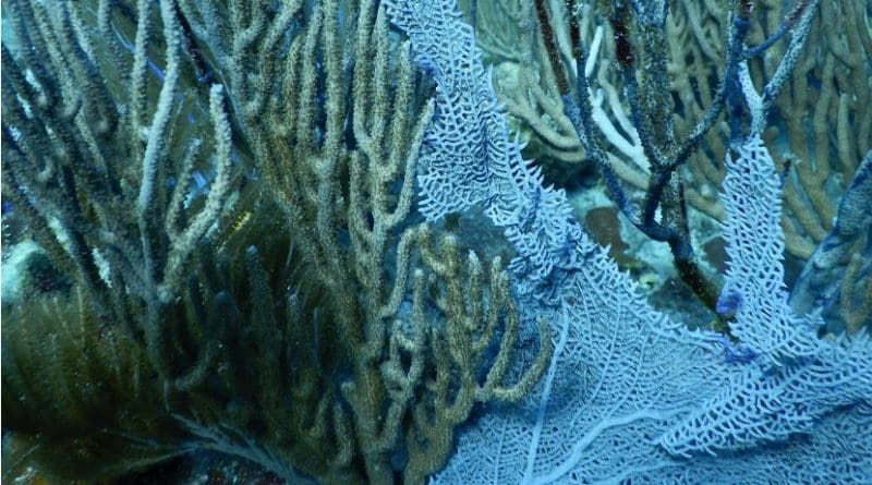 Damaged gorgonian corals on a reef off the coast of St. John, US Virgin Islands. The living tissue on many of the branches have been chipped or torn off, leaving only the dark non-living core of the branch. Credit Credit: Howard Lasker