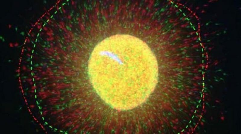 This cluster of human neurons grown in culture shows red cells with altered CLOCK levels migrating farther than control green cells. The image is part of a study demonstrating that a gene controlling our biological clocks also plays a vital role in regulating human-specific genes important to brain evolution. Credit UTSW