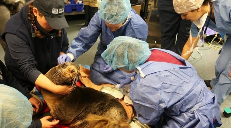 Veterinarians from Cummings Veterinary Medical Center at Tufts University and Mystic Aquarium prepare Ziggy Star, an adult Northern fur seal, for brain surgery. Credit Courtesy of Mystic Aquarium.