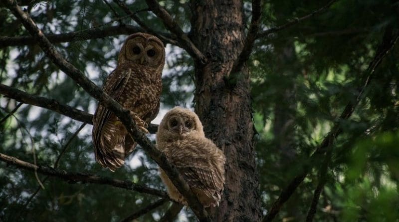While California spotted owls (left, adult; right, juvenile) typically perch and roost in smaller trees like this incense cedar, their nest trees are often several feet in diameter. Credit Danny Hofstadter