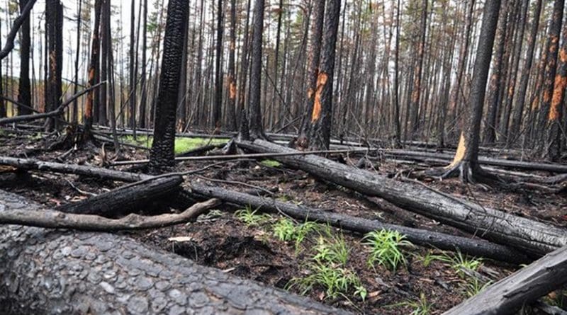 Due to the location of the trees, the concentration of charcoal differs from place to place. Credit Photo by Bryanin S.V.