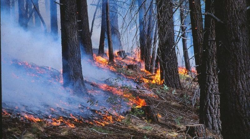 Burning undergrowth in forest. Credit Alan Taylor, Penn State