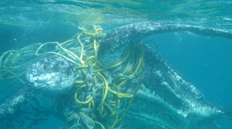This is a live leatherback turtle entangled in fishing ropes which increases drag, Grenada 2014. Credit Kate Charles, Ocean Spirits