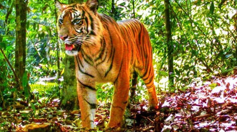 A tiger poses for a camera trap in Sumatra. Credit Matthew Luskin