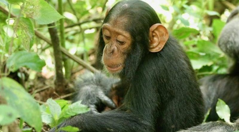 A two-year-old chimp named Betty, who succumbed to the virus. Credit Richard Wrangham
