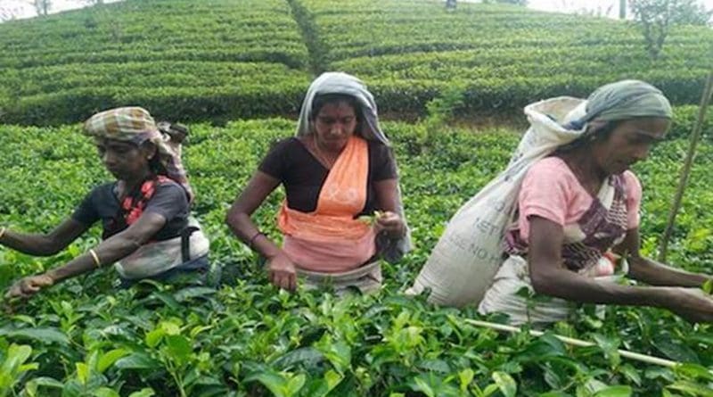 Female workers pluck tea leaves on a Sri Lankan plantation. They are among the poorest paid workers in the country. (Photo supplied)